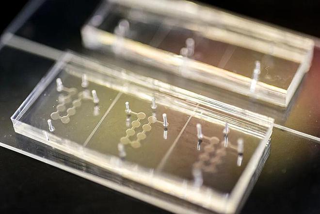追问daily 实验中的微塑料可能来源于手套；量子计算机将用作虚拟实验室(图1)